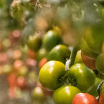 Apples in an orchard